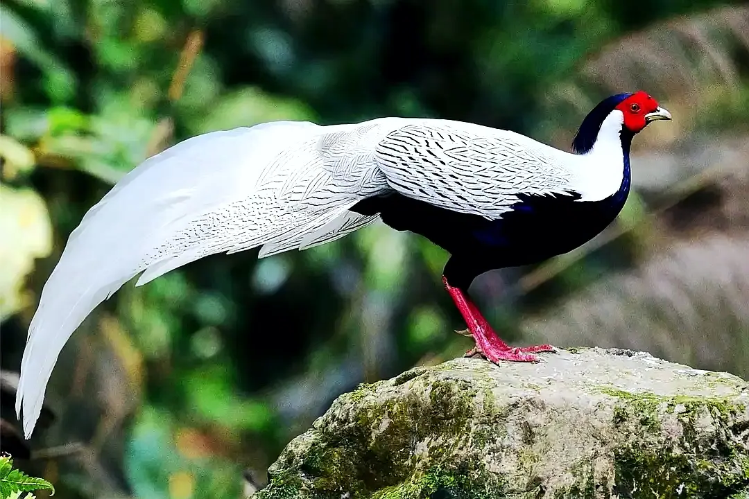 c3a40c5194ff51d8c667309affd777cb.png c3a40c5194ff51d8c667309affd777cb.png